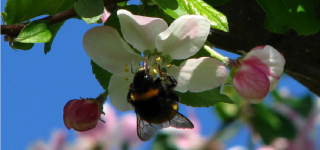 A méhektől függ az emberiség élelmének 30-35 százaléka